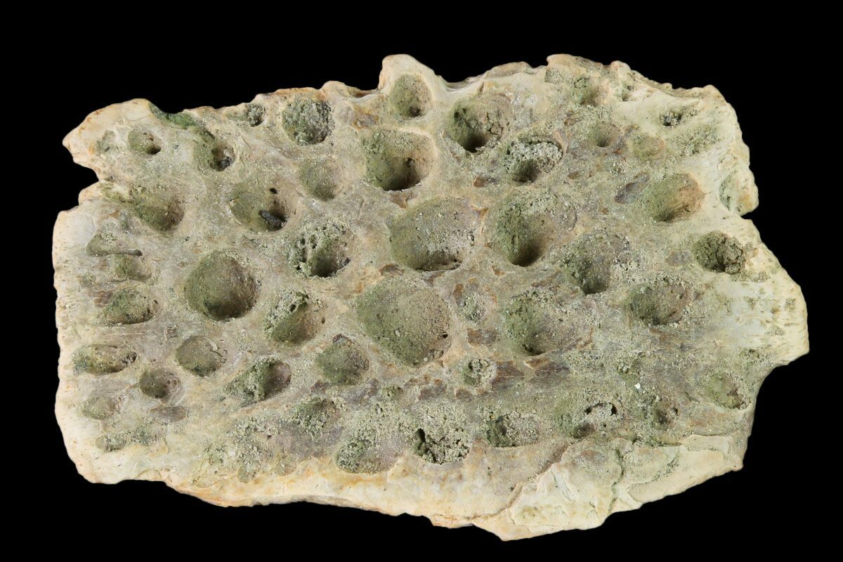 1.7" Fossil Crocodile Dermal Scute Lance Creek Formation, Wyoming