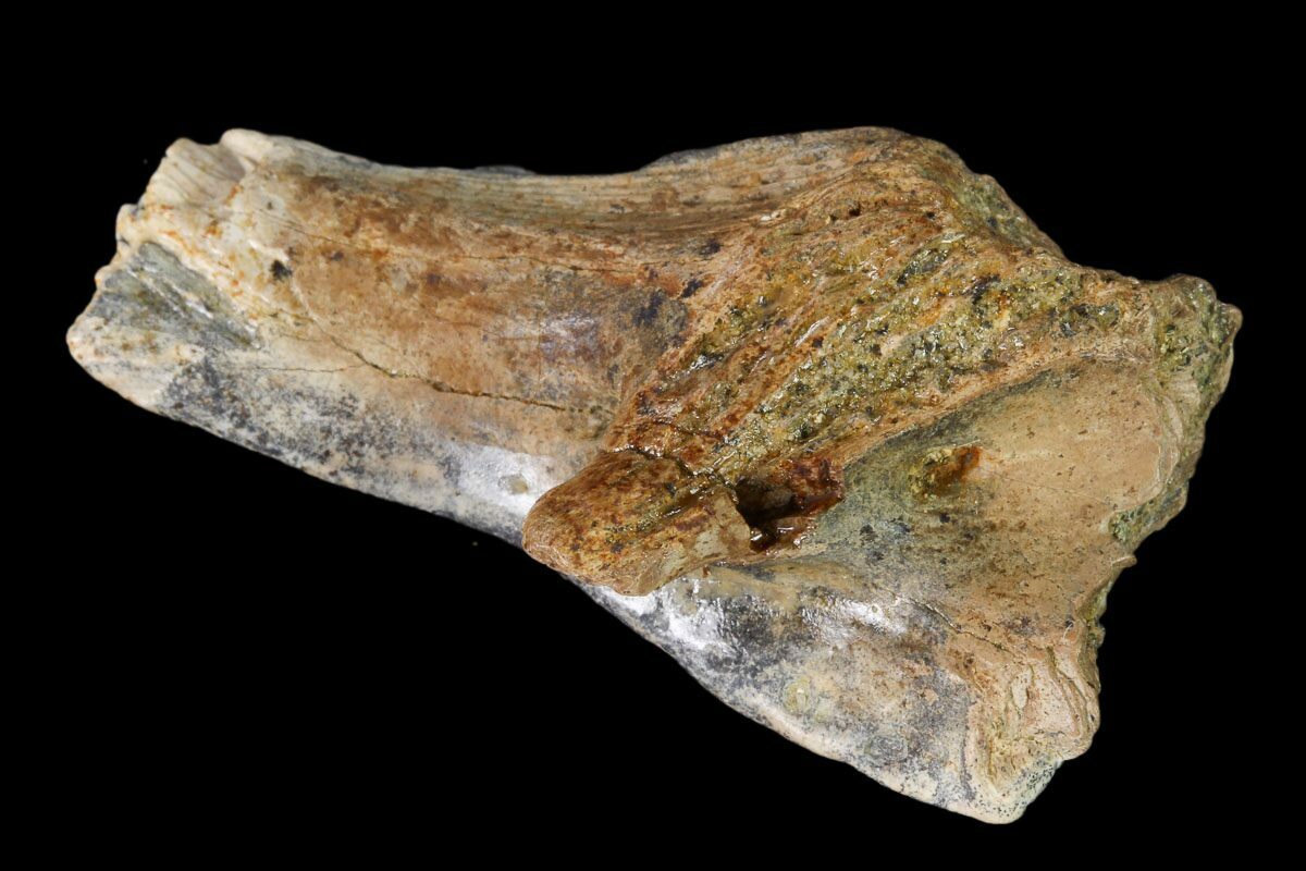 3.9 Crocodile Fossil Pelvic Bone Lance Creek FM Wyoming Cretaceous  Dinosaur Age