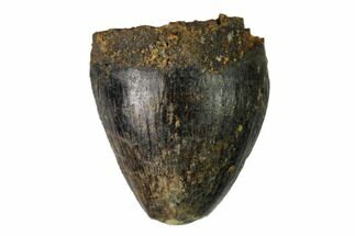 Cretaceous Fossil Alligatoroid (Brachychampsa) Tooth - Wyoming #148837