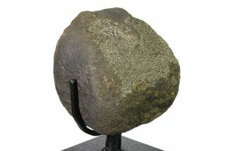 Hadrosaur (Hypacrosaurus?) Vertebra with Stand - Montana #148788