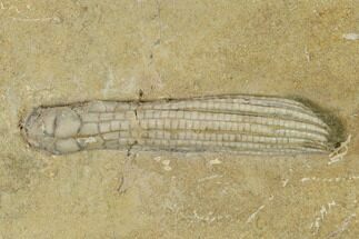 Fossil Crinoid (Ulrichicrinus) - Crawfordsville, Indiana #149002