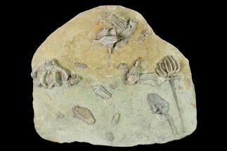 Eleven Species of Crinoids on One Plate - Crawfordsville, Indiana #149018
