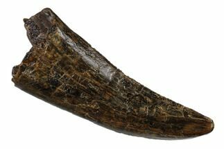 Serrated Tyrannosaur Tooth - Judith River Formation #149114
