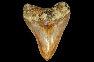 Serrated, Colorful, Fossil Megalodon Tooth - Indonesia #149261