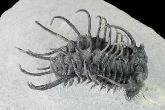 Bargain, Spiny Koneprusia Trilobite - Ofaten, Morocco #149182