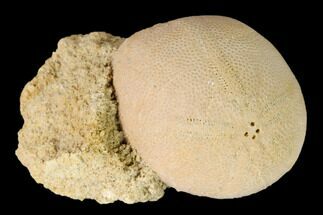 Miocene Sea Biscuit (Echinolampas) Fossil - Australia #147137
