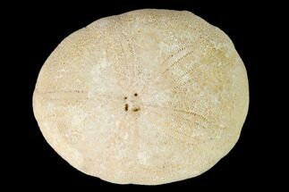Eocene Sea Urchin (Oligopygus) Fossil - Florida #147140