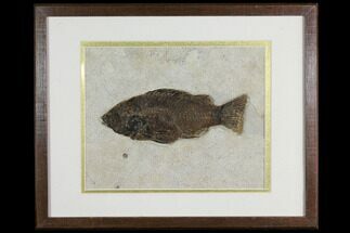 Framed Fossil Fish (Priscacara) - Wyoming #149760