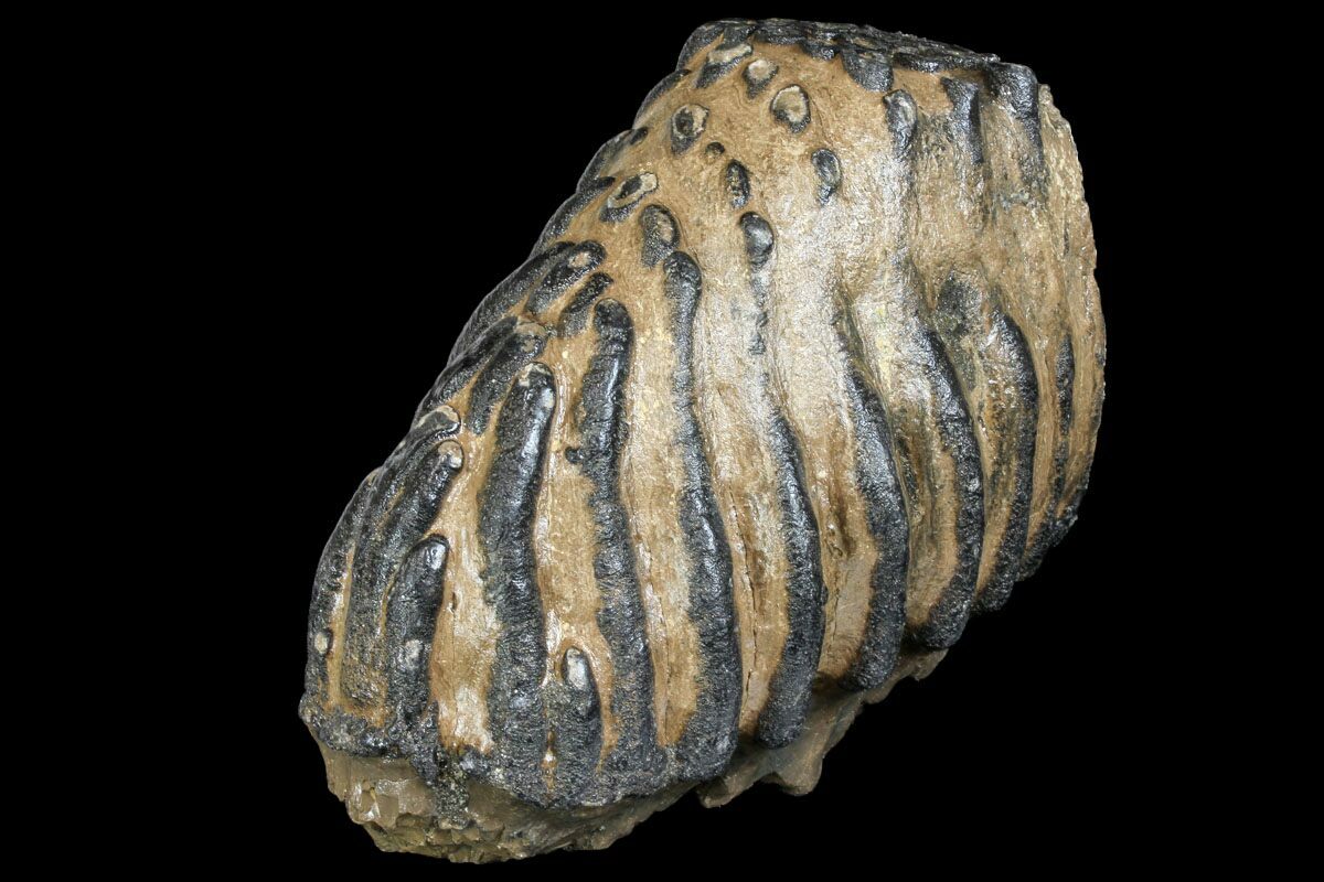 mammoth molar for sale
