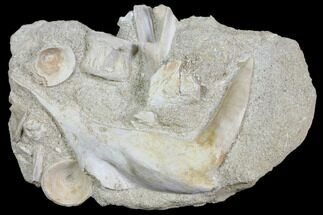 Nicely Prepared Enchodus Jaw Section With Vertebrae #150169