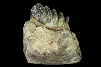 Partial, Fossil Stegodon Molar In Jaw Section - Indonesia #149739
