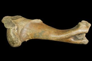 Pleistocene Aged Fossil Bison Humerus Bone - Kansas #150449