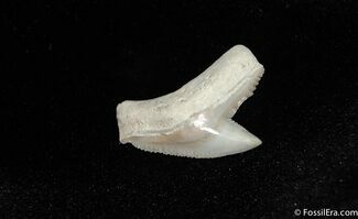Tiger Shark Tooth Fossil #205