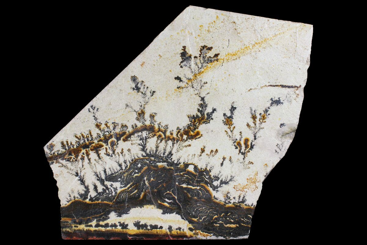 14" Dendrites On Limestone Utah (150497) For Sale