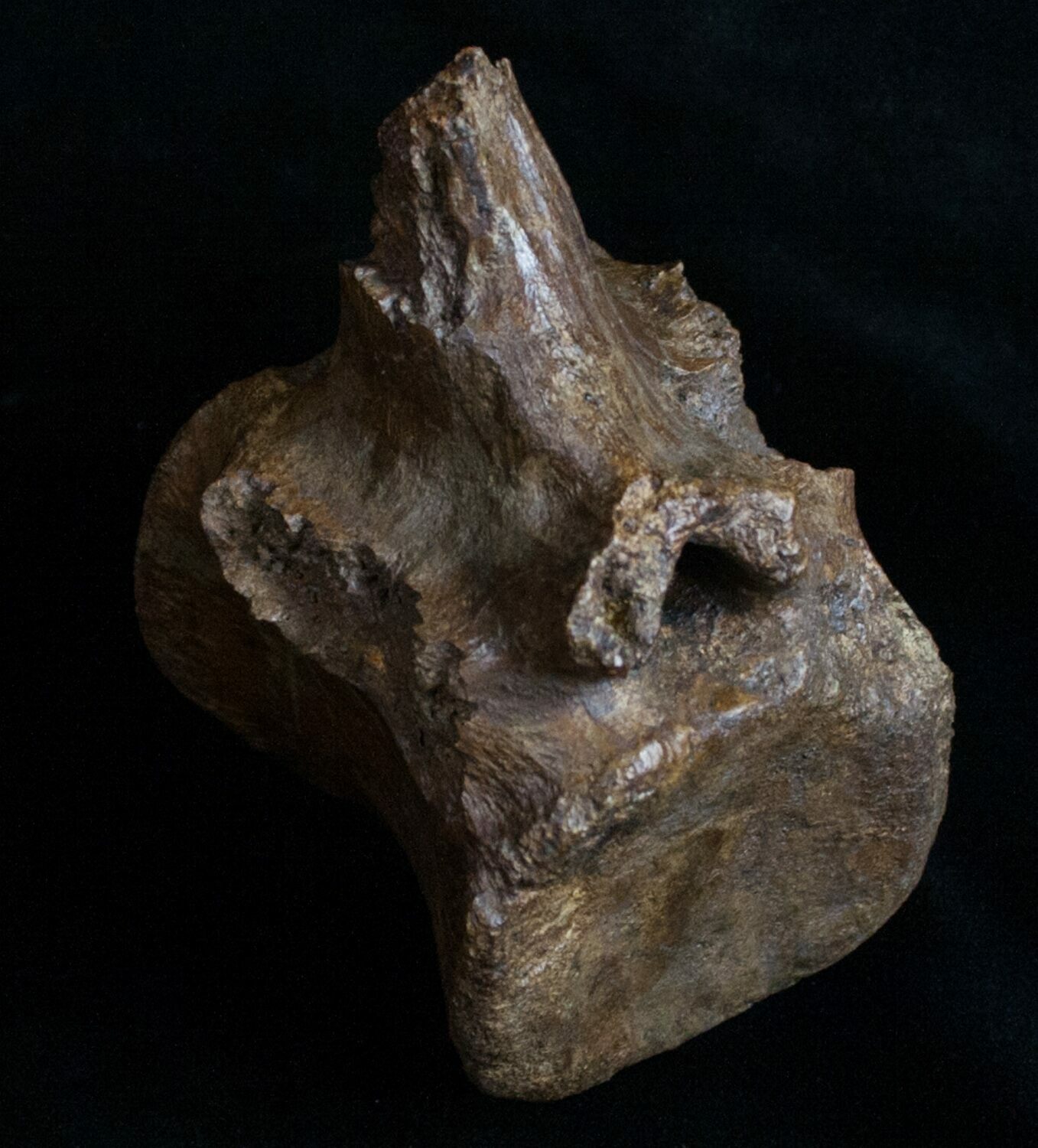 hadrosaur vertebrae