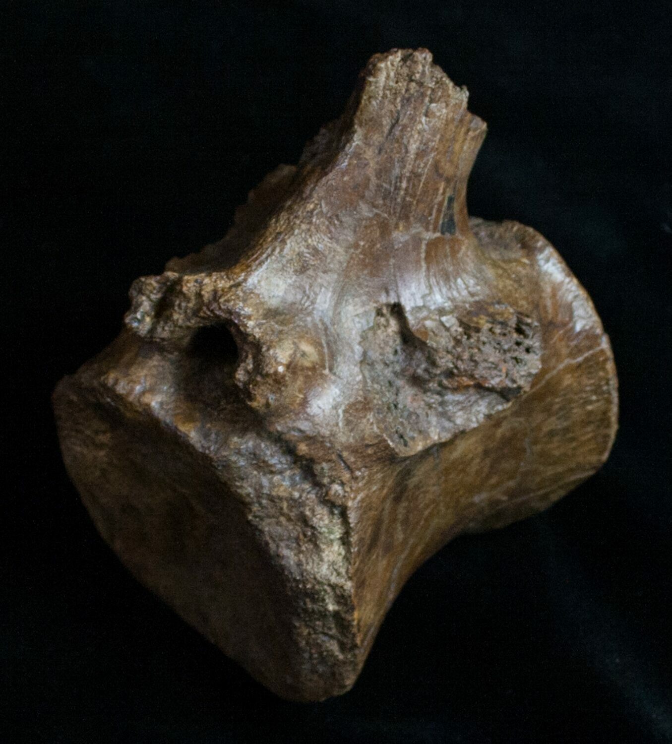 hadrosaur vertebrae