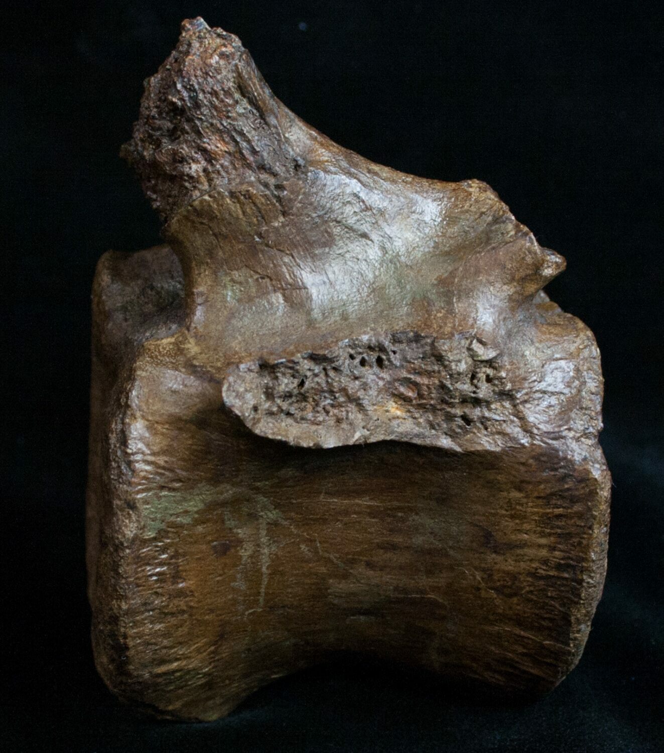 hadrosaur vertebrae