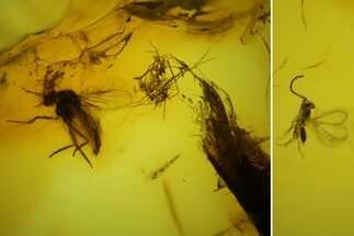 Two Fossil Leaf, Wasp, Spider and Flies in Baltic Amber #150752