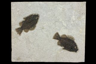 Two, Detailed Fossil Fish (Cockerellites) - Wyoming #151604