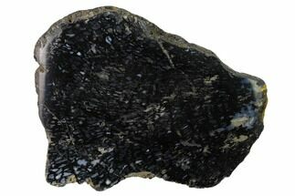 5.4" Polished, Black Petrified Palm Root Slab - Indonesia - Fossil #151957