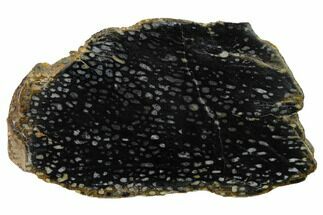 Polished, Black Petrified Palm Root Slab - Indonesia #151960