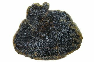 Polished, Black Petrified Palm Root Slab - Indonesia #151963