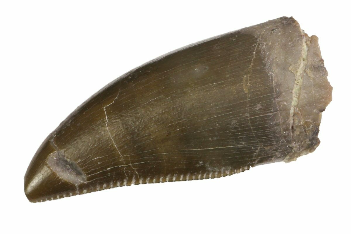 allosaurus tooth for sale