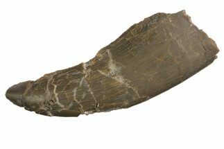 Rare, Serrated, Marshasaurus Tooth - Colorado #152093