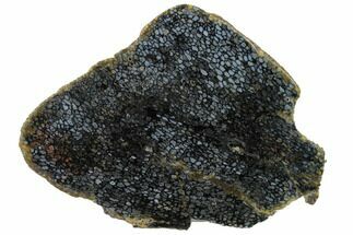 7.5" Polished, Black Petrified Palm Root Slab - Indonesia - Fossil #151999