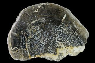 Polished, Black Petrified Palm Section - Indonesia #151929