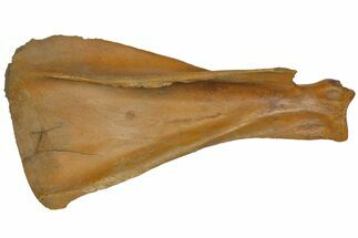 Pleistocene Aged Fossil Bison Scapula Bone - Kansas #152247