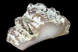 3.9" Pink Agate Petrified Wood Limb Cast - Nevada - Crystal #152127