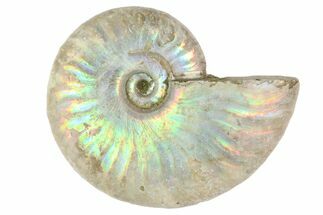 2 1/4" Silver Iridescent Ammonite Fossils - Fossil #152544