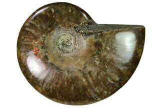 Red Flash Ammonite Fossil - Madagascar #151637
