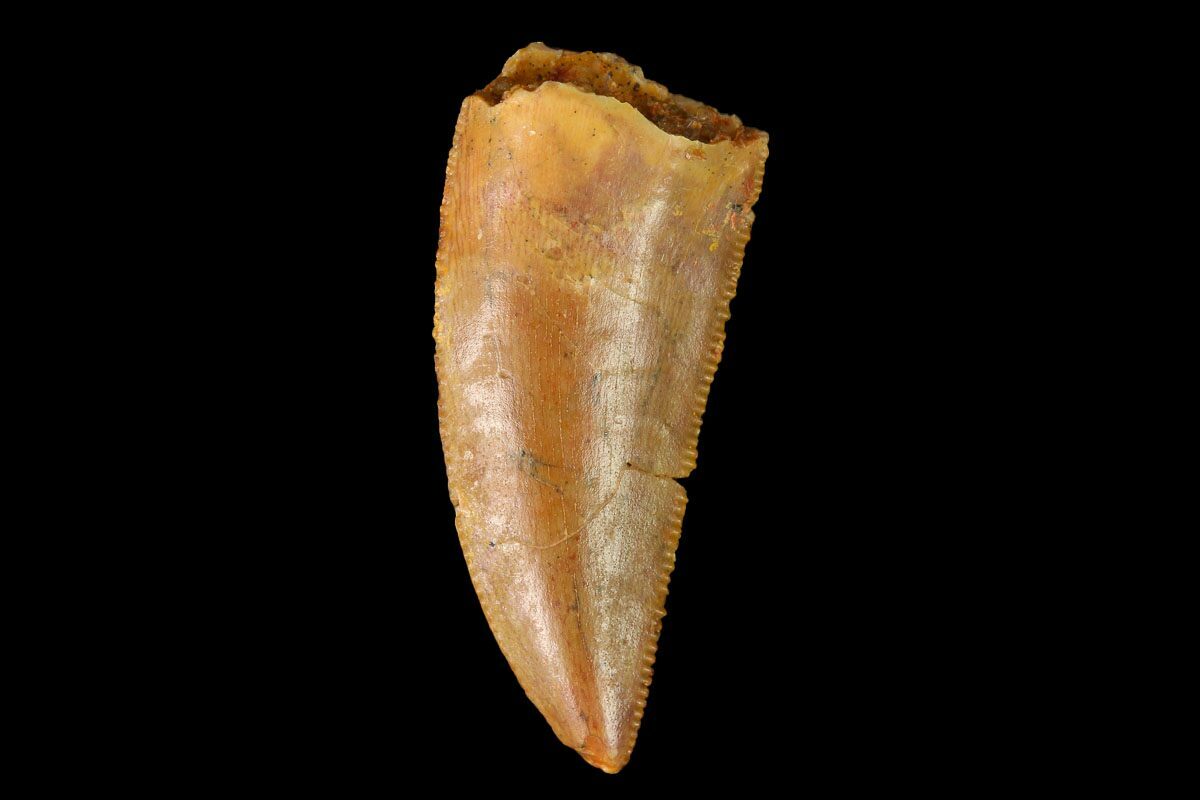 serrated dinosaur teeth