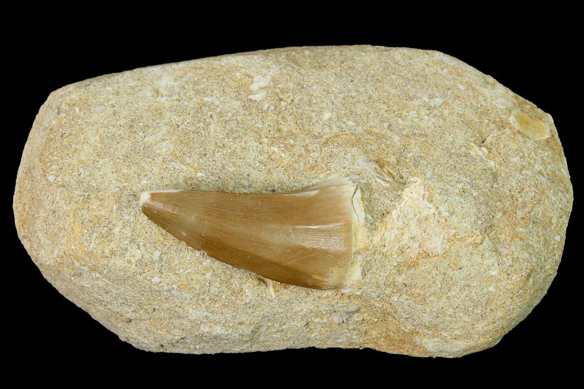 mosasaurus tooth for sale