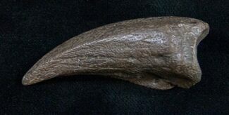 Large Cretaceous Crocodile (Leidyosuchus) Claw #10408