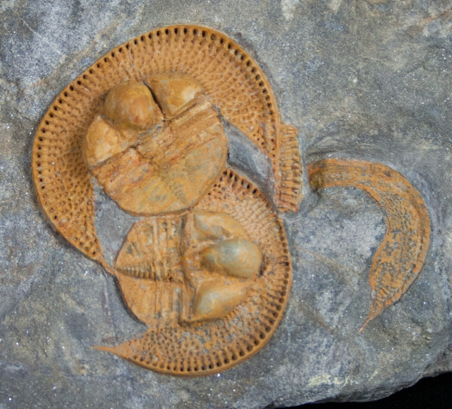 Double Nankinolithus Trilobite Best Ive Seen For Sale 10412 