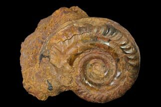 Toarcian Ammonite (Hildoceras) Fossil - France #152748