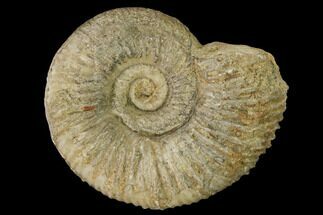 Oxfordian Ammonite (Perisphinctes) Fossil - France #152749