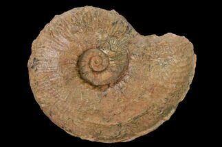 5.6" Toarcian Ammonite (Esericeras) Fossil - France - Fossil #152752