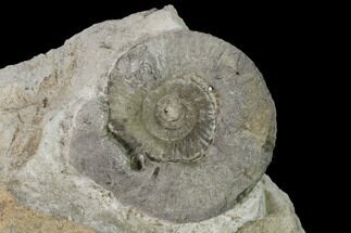 Bathonian Ammonite (Procerites) Fossil - France #152755