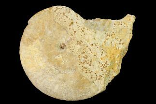 Bajocian Ammonite (Strigoceras) Fossil - France #152698