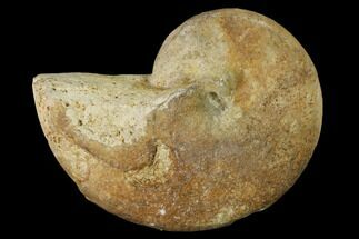 Pliensbachian Nautilus (Cenoceras) Fossil - France #152702
