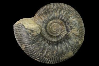 Bathonian Ammonite (Procerites) Fossil - France #152706