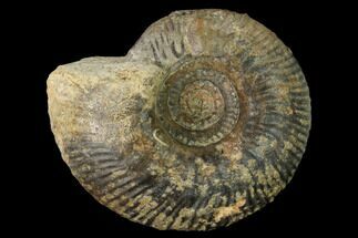 3.15" Bathonian Ammonite (Procerites) Fossil - France - Fossil #152709
