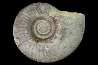 3.6" Bathonian Ammonite (Procerites) Fossil - France - Fossil #152710