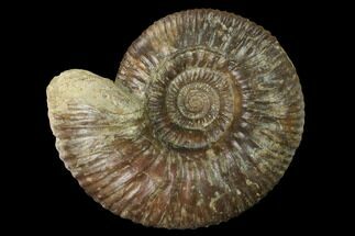 Bathonian Ammonite (Procerites) Fossil - France #152711