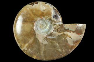 Red Flash Ammonite Fossil - Madagascar #151780