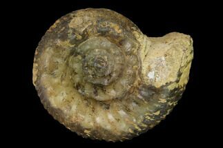 1.55" Bathonian Ammonite Fossil - France - Fossil #152729